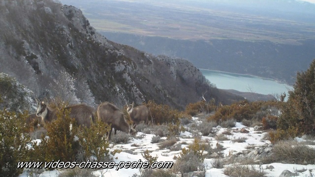 chamois